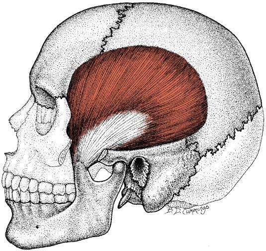 M. temporalis Utspring: Funksjon: - os temporale - processus coronoideus - sammenbitning, dra mandibula