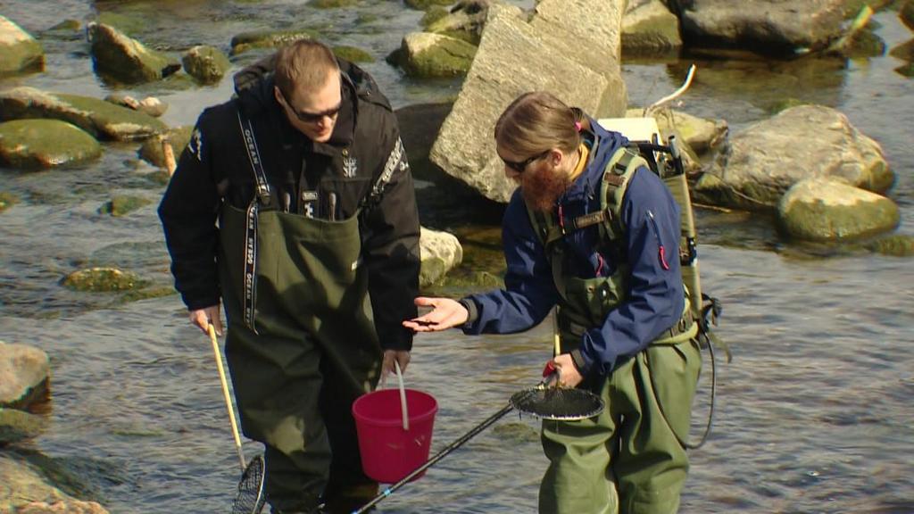 El-fiskeaksjon 2015-2016 Funn ved 7 av 39 anlegg på