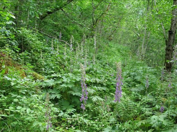 grove bjørker finnes spredt over området, spesielt opp mot området hvor tippalternativ A er tenkt plassert. Det finnes relativt mye død gråor av klene dimensjoner.