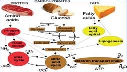 Svangerskap, fedme og (energi-)metabolisme