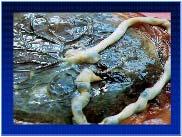 Samspill kvinnen og fosterceller: essensielt for placentering og placentafunksjon og svangerskapshelse Vi skal gjennomgå forandringer i: Hjerte kar Blod Respirasjon Nyrer Gastrointestinaltraktus 3