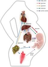 Store metabolske forandringer i svangerskapet Maternell anabolsk metabolisme tidlig i graviditeten: lagrer næringsstoffer for senere behov (økt fettvev ila første halvdel av svangerskapet: 3.