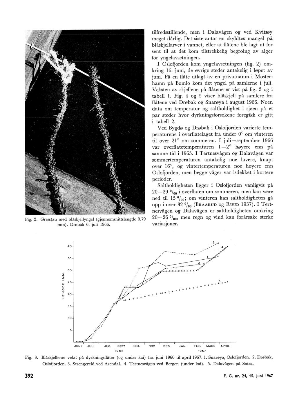 Fig.. Gresstau med båskjeynge (gjennomsnittsengde 0.79 mm). Drøbak 6. jui 1966. tifredsstiende, men i Daa vågen og ved Kvitsøy meget dårig.