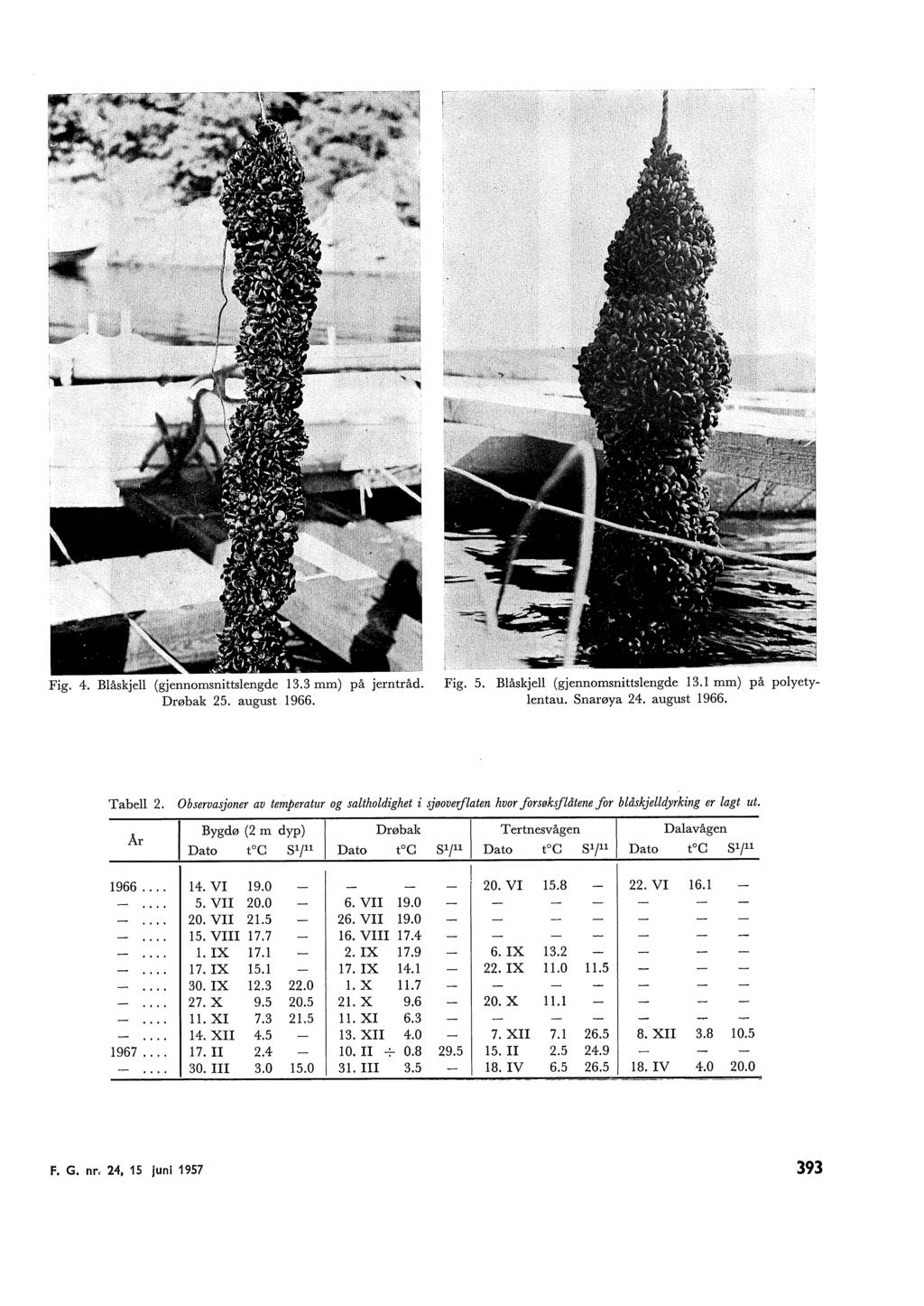 Fig. 4. Båskje (gjennomsnittsengde 13.3 mm) på jerntråd. Drøbak 5. august 1966. Fig. 5. Båskje (gjennomsnittsengde 13.1 mm) på poyetyentau. Snarøya 4. august 1966. Tabe.