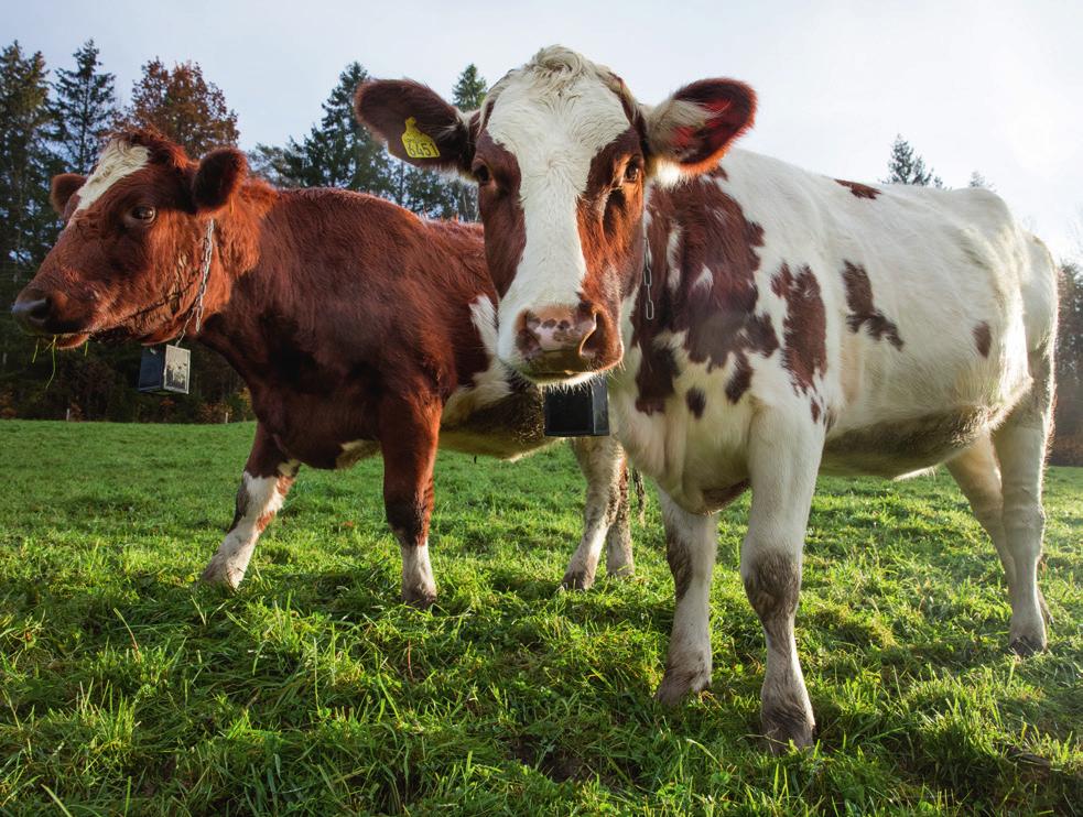 Forstå grunnleggende biologiske behov knyttet til vekst, utvikling og atferd.