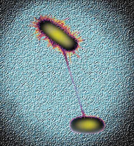 E. coli & Shigella q Enterobacter spp. q M.