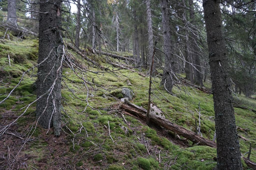 Bendiksen Dødvedfattig gammelskog i