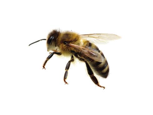 Øvelse 3 Nå skal vi herme lyden av en bie, en bie med mye energi i begynnelsen av sommersesongen. Husk på å hente energi i magen. En god stemme skal være forankret i kroppen, bort fra halsen.