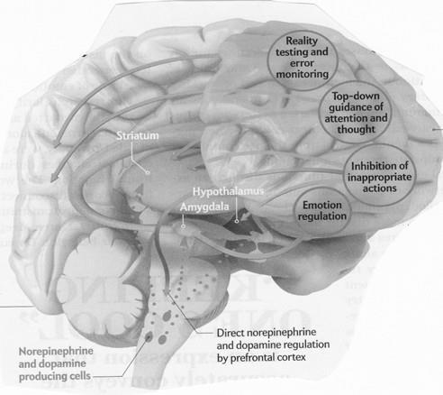 Eksekutive funksjoner utvikles fra og påvirkes av erfaring med regulering Paraplybetegnelse på flere deler av komplekse hjernefunksjoner som regulerer oppmerksomhet og emosjoner Arbeidshukommelse Å