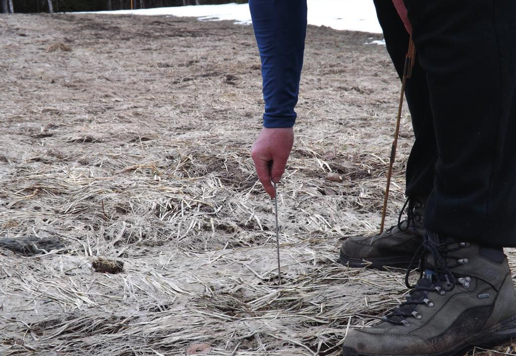 Fylkesmnnen i Buskerud Jordhefte Trinn 5: Penetrometer test Du trenger strikkepinnen og/eller et 10 mm rundjern som er spisset i ene enden (se bildet på