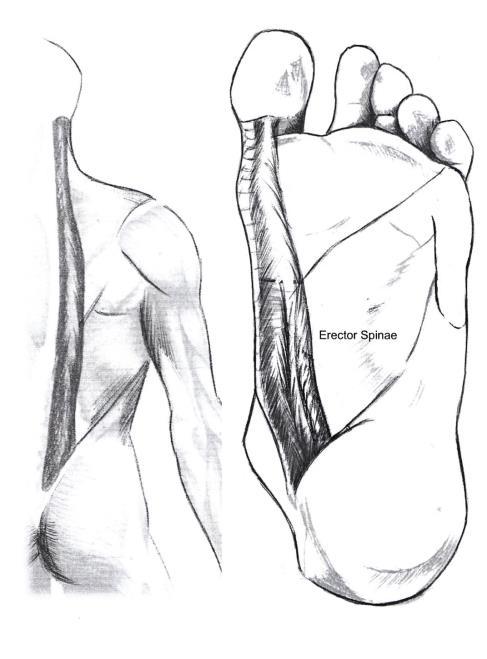 Mm. Erector spinae 9 Mm. Erector spinae Del av et større muskelsystem rundt ryggraden: erector spinae Går fra korsbenet (sacrum) og opp til spinalutskuddene.