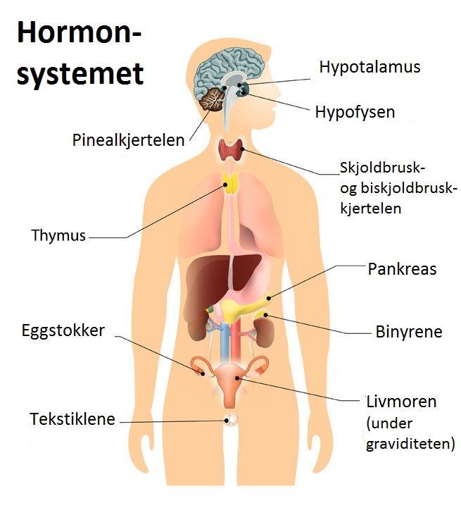 Hovedgrupper hormoner To hovedgrupper Vannløselige Bygget opp av aminosyrer, eks adrenalin og insulin. Vil normalt ikke være bundet til transportproteiner.