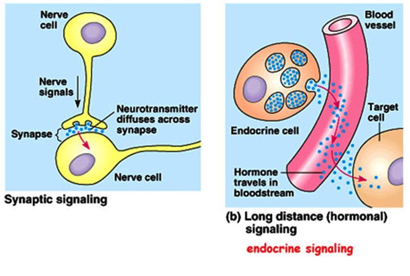 Kommunikasjon mellom celler Nervesystemet Det endokrine systemet Kilde: Benjamin Cummings 7 Hormonsystem - regulering Hormonene skilles ut i blodet og binder seg på spesifikke reseptorer på målceller.