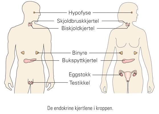 sjef ) som igjen produserer hormoner som regulerer