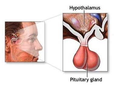 Hypothalamus sjefen Hypotalamus er det overordnede senteret både for det autonome nervesystemet og for det endokrine systemet Ligger i midthjerten og står i forbindelse med hypofysen via