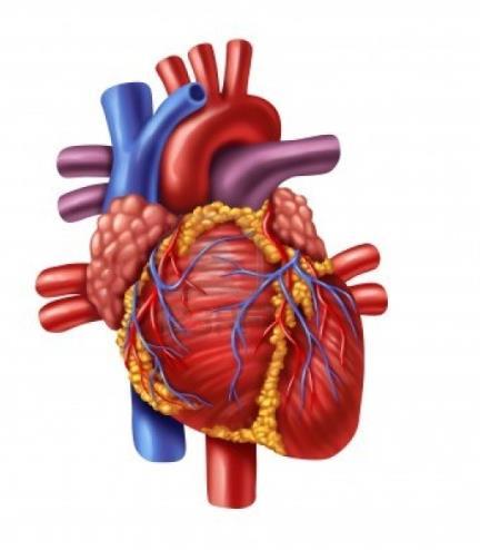 Organkomplikasjoner Hjerte Ledningsforstyrrelser Aortainsuffisiens, 1-10%