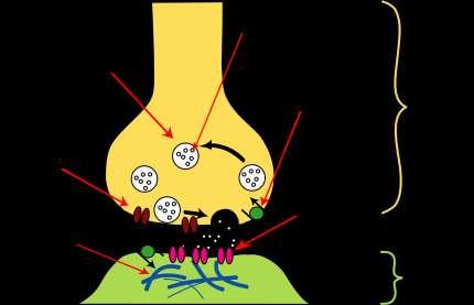 Den neuromuskulære synapsen Synaptisk vesikkel Neurotransmitter Reopptakspumpe Akson Spenningsstyrte kalsiumkanaler Reseptor