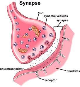 Oppbygging Presynaptisk membran: Cellemembranen til nerveenden som ligger mot muskelcellen.