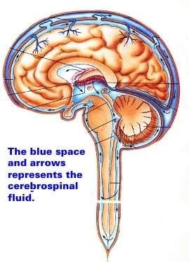Cerebrospinalvæsken Cerebrospinalvæsken fyller rommet uten nervevev: Subaraknoidalrommet (rommet mellom arachnoidea og pia mater).