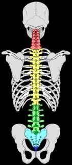 Columna vertebralis - ryggraden Columna cervicalis (halsvirvler) C 1 - C 7 Columna thoracalis (brystvirvler) T 1 - T
