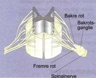 Oppbygging av en spinalnerve Fra ryggmargen (fremre