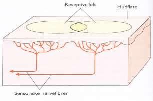 Sansereseptorer Reseptortype Plassering Stimulering Mekanoreseptorer Kjemoreseptorer Huden, muskler, sener, blodkar, hjertet og det indre øret Munnen, nesen, store blodkar, hjernen Mekaniske stimuli