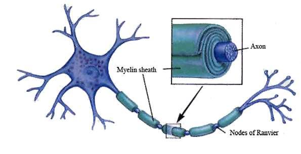 Aksonet Aksonet Spesialisert for å overføre nerveimpulser. En nerve består av en bunt med mange aksoner. Kilde: smabiology.