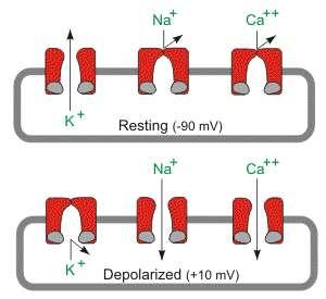 Aksjonspotensialet, forts. Under aksjonspotensialet endres membranpotensialet pga strømmer av ioner over cellemembranen.