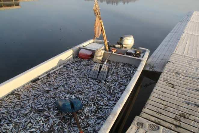 Utfiskingen i 2003-2004 var kostnadsberegnet til ca. kr. 850 000,- I dette beløpet lå utgifter til forprosjekt, utstyr for fisket som båt, trål, lønn til fiskere etc. Samlet fangst var ca.