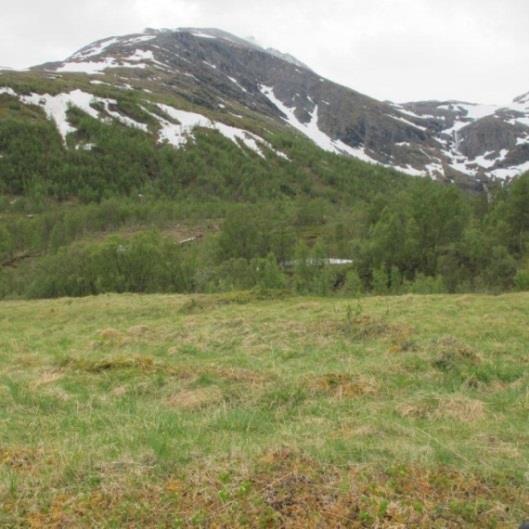 Gammetufter etter samisk bosetting, andre hustufter og boplassamfunn fra yngre steinalder er de mest tallrike kulturminnene i umiddelbar nærhet til verneområdet.