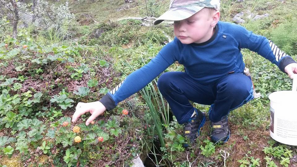 Rapport 04/04/2016 59 Plukking av multebær er en