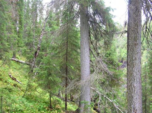 Foto: Tom Hellik Hofton I nordlige del står et uvanlig