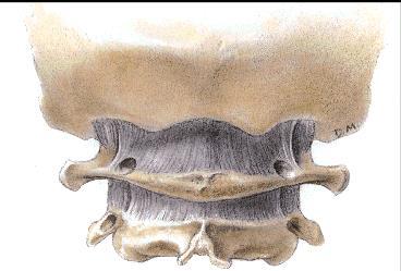 Art. Atlantooccipitale (Anatomiboken Leddlære s 48)