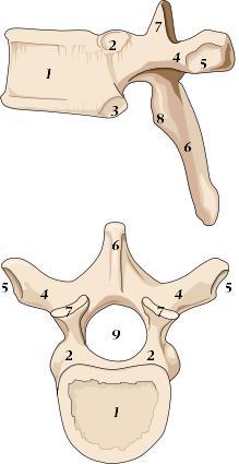 Columna thoracalis T1-T12 1. Corpus vertebrae 4.