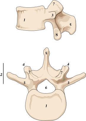 Columna lumbalis L1-L5 1. Corpus vertebrae 2. Processus transversus 3. Prosessus costarius 5.