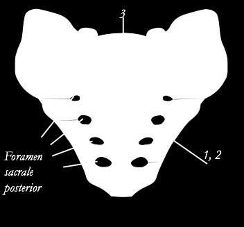 Columna sacralis S1 S5 1.