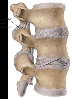 Radierende/strålesmerte 41 Ryggradens forbindelser (Anatomiboken Leddlære s 48) - Articulatio