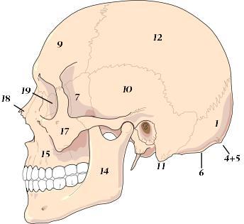 Hodets anatomi Anatomiboken side 34-36 Topografisk anatomi side 160 47 Hodets anatomi 1. Os occipitale (bakhodebenet) (7. Os sphenoidale (kilebenet)) 9. Os frontale (pannebenet) 10.