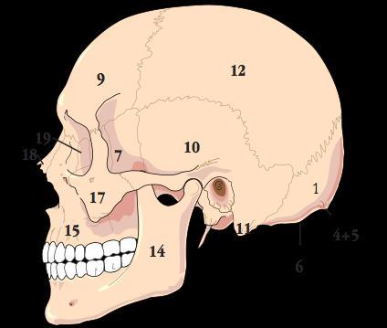 1. Os occipitale 10. Os temporale 11.