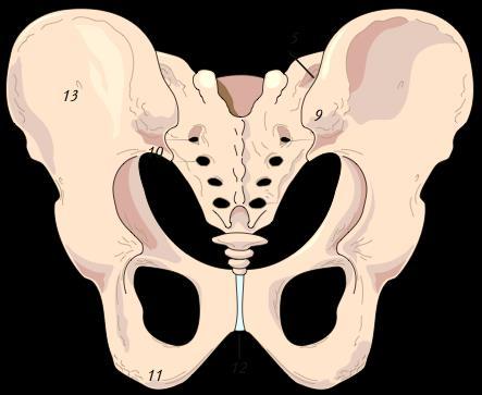 Underekstremitetene - bena 1 1. Coxae - hoftebenet 2. Femur - lårbenet 3. Tibia - skinnbenet 2 4. Fibula - leggbenet 5. Patella - kneskjellet 5 4 3 53 Os coxae anteriort og posteriort 4.