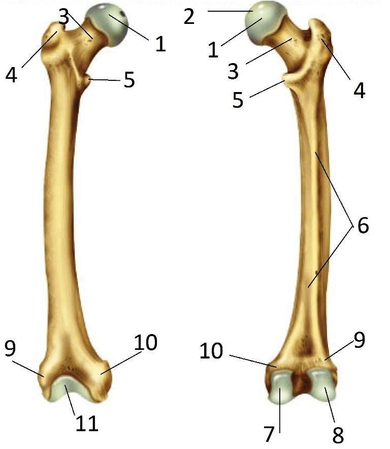 (Fovea capitis femoris) 3. Collum femoris 4. Trochanter major 5. Trochanter minor 7.