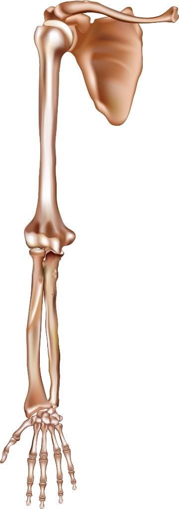 Overekstremitetene - arm Består av: - Skulderbuen - Overarmen, brachium - Underarmen, antebrachium - Hånden, manus - Ossa