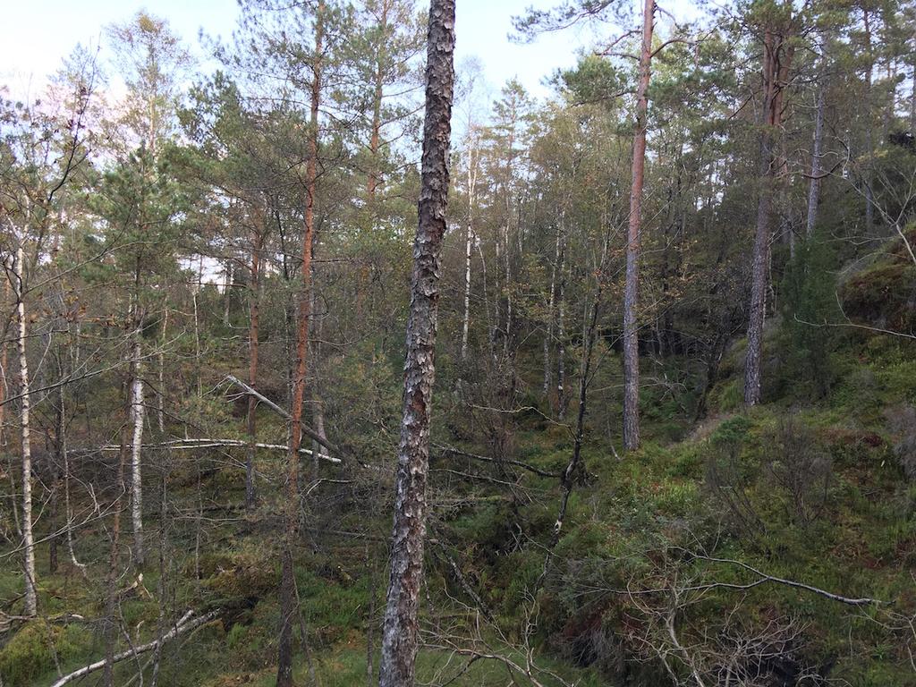Bilder fra området Håvikvatnet øst Skogsmiljøet i øvre deler av