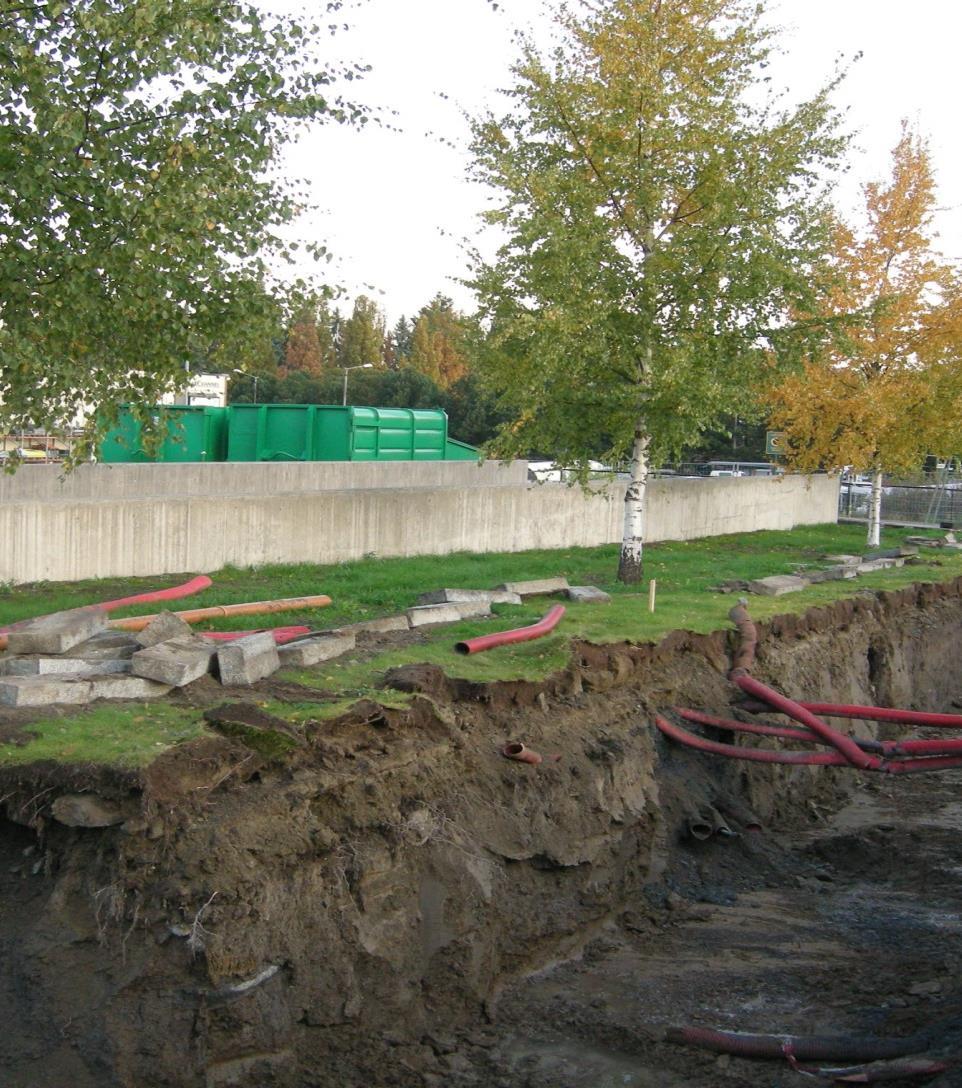 Hvor befinner trerøtter seg? I naturlige, naturlike og parklike miljøer vil rotaktiviteten være å finne fra overflaten og ned til ca. 1 meter.