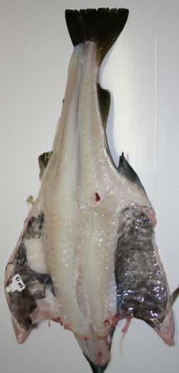 feilfri (se bilde 1). Bilde 1. Sløyd og hodekappet torsk.