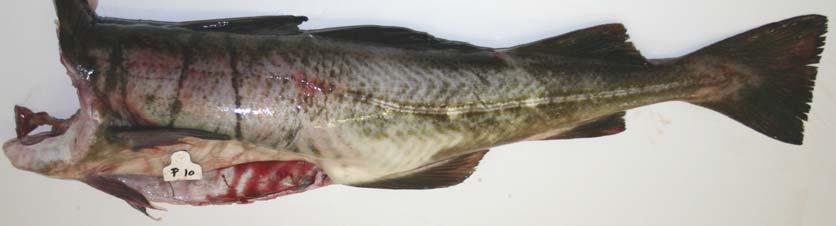 3.1.2 Sjødød fisk Fisken til fangstskadekategorien sjødød fisk er plukket ut etter levering.