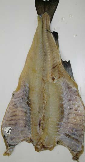 skinnet får ett lyst stripet preg (bilde 4). Bilde 4. Sjødød torsk, med rødlig og nærmest gjennomskinnelig skinn.