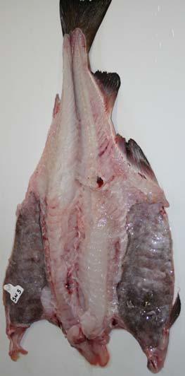 Som råstoff vurdert ut fra fangstskadeindeksen var sjødød fisk den kategorien med flest skader.