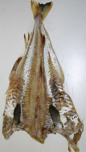 Spesielt var bukene meget stygge med tydelige blodstriper mellom segmentene (bilde 7). Utvannet fisk hadde de samme kvalitetsproblemene som saltmoden fisk.