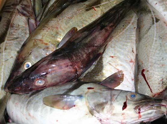 Vurdert som råstoff hadde fisken i tillegg til blodsprenging også ofte redskapsmerker, samt en høy andel som også var dårlig blodtappet.